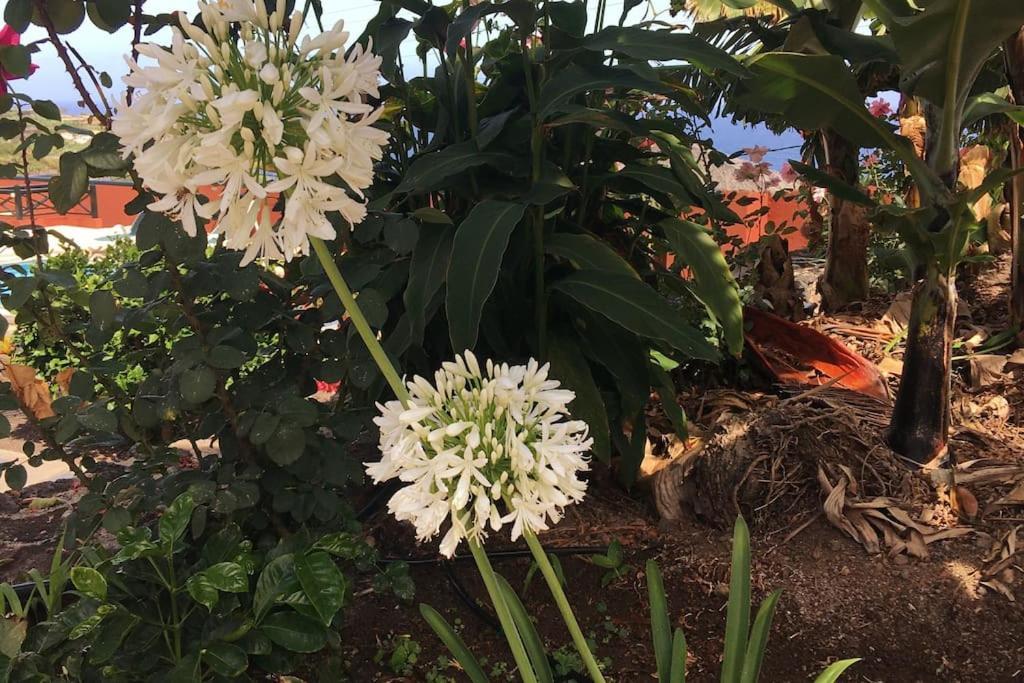 Finca La Romera La Orotava Εξωτερικό φωτογραφία